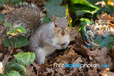 Squirrel Stock Photo