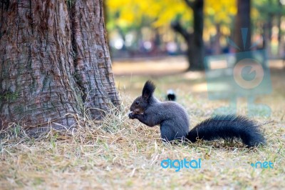 Squirrel Stock Photo