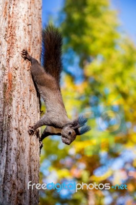 Squirrel Stock Photo