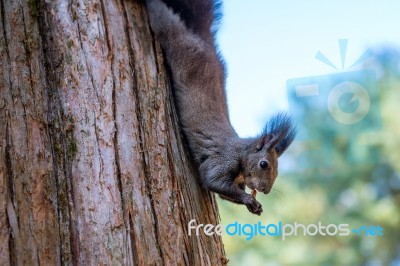 Squirrel Stock Photo