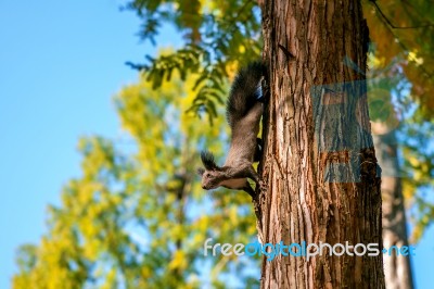 Squirrel Stock Photo