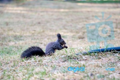 Squirrel Stock Photo