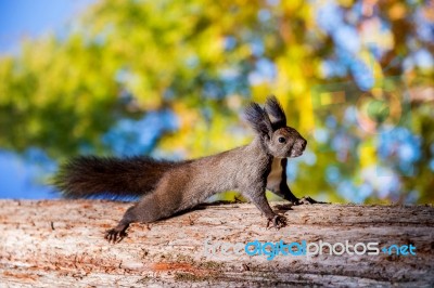 Squirrel Stock Photo