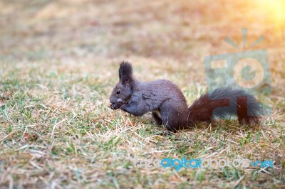 Squirrel Stock Photo