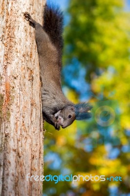 Squirrel Stock Photo