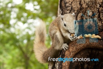 Squirrel Stock Photo