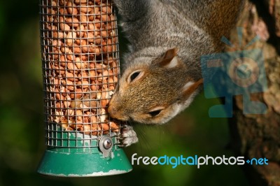 Squirrel Stock Photo