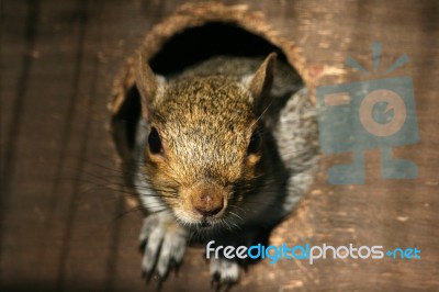 Squirrel Stock Photo