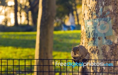 Squirrel Eating A Nut Stock Photo