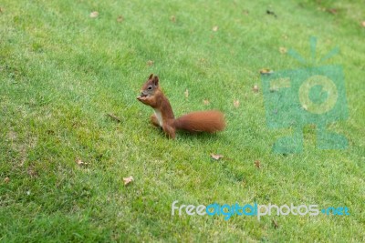 Squirrel Eating Nuts Stock Photo