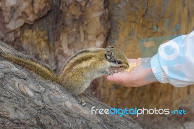 Squirrel Is Eating Food From The Hand Stock Photo