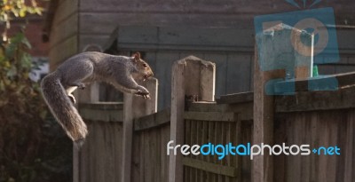 Squirrel Jumping To Fence Nut In Mouth Stock Photo