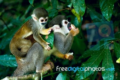 Squirrel Monkey In Amazon Rainforest Stock Photo