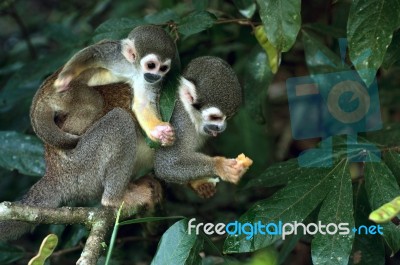 Squirrel Monkey In Amazon Rainforest Stock Photo