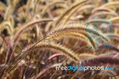 Squirrel Tail Grass Stock Photo