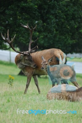 Stag And Fawn Stock Photo