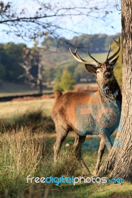 Stag Hiding By A Tree Stock Photo