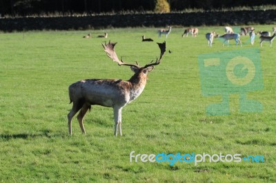 Stag Watching The Herd Stock Photo