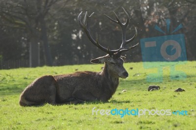 Stag With Antlers Lying Down Stock Photo