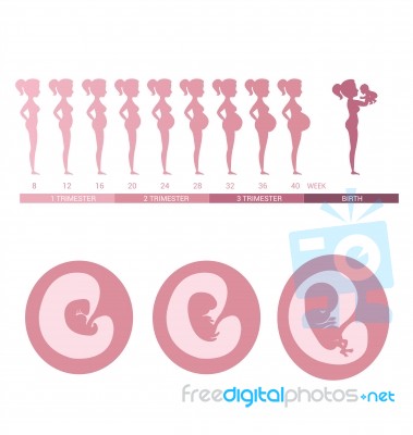 Stages Of Fetal Development And Pregnant Women Stock Image