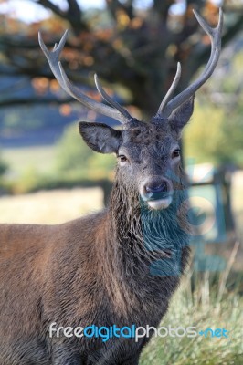 Stags Head Stock Photo