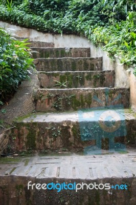 Stairway To Jungle In The Garden Stock Photo