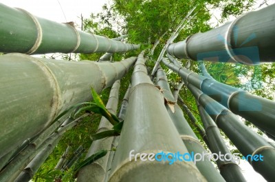 Stalks Of Bamboo In Ant View Stock Photo