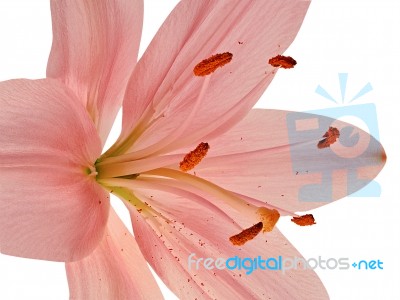 Stamens And Pistil Of Pink Lily Stock Photo