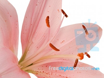 Stamens And Pistil Of Pink Lily Stock Photo