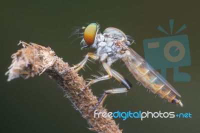 Stand Alone Stock Photo