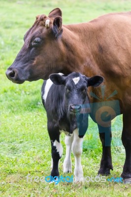 Standing Brown Mother Cow With Black And White Calf Stock Photo