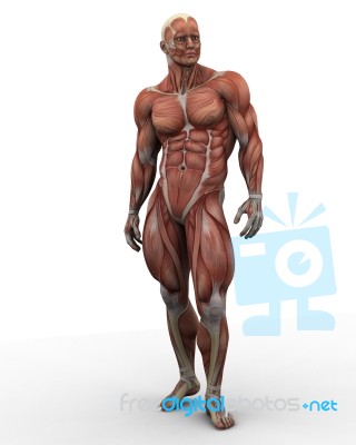 Standing Human Anatomy Stock Image