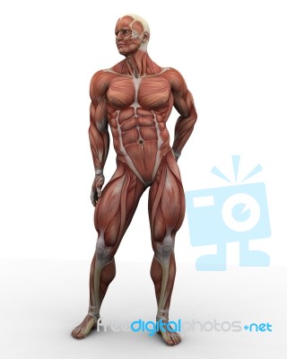 Standing Human Anatomy Stock Image