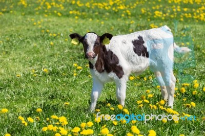 Standing Newborn Calf In Meadow With Yellow Dandelions Stock Photo