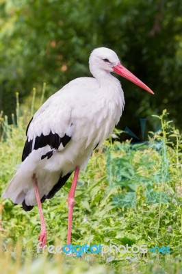 Standing Stork In Nature Stock Photo