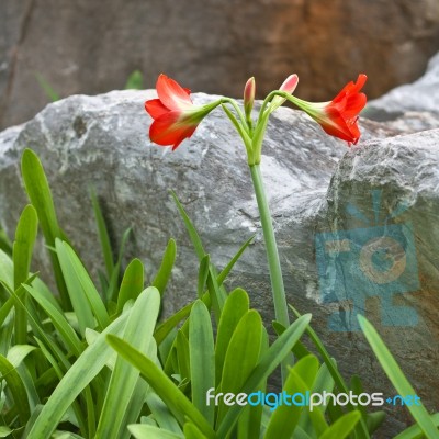 Star Lily Stock Photo