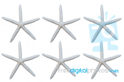 Starfish Stock Photo