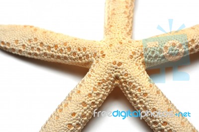 Starfish Stock Photo