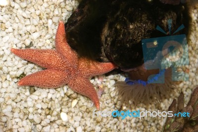 Starfish And Anemone Stock Photo