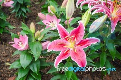 Stargazer Lily Flower Stock Photo