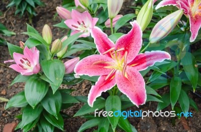 Stargazer Lily Flower Stock Photo