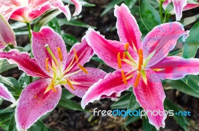 Stargazer Lily Flower Stock Photo