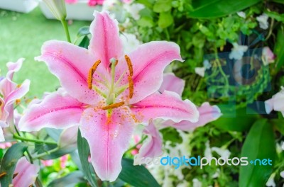 Stargazer Lily Flower Stock Photo