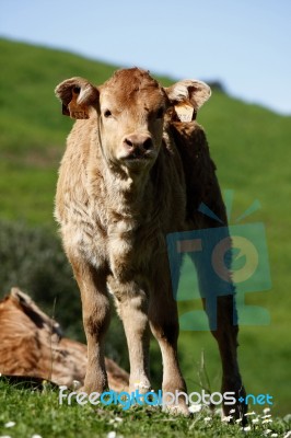 Staring Cow Stock Photo