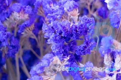 Statice Flower Bouquet In The Vase Stock Photo