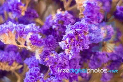 Statice Flower Bouquet In The Vase Stock Photo