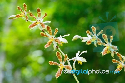 Staurochilus Orchid Stock Photo