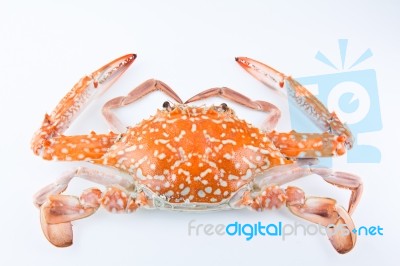 Steamed Blue Swimming Crab Stock Photo