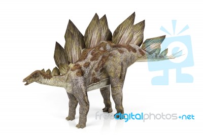 Stegosaurus Stock Image