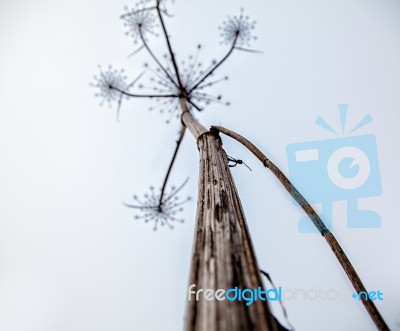 Stem Dried High Grass In Autumn Stock Photo